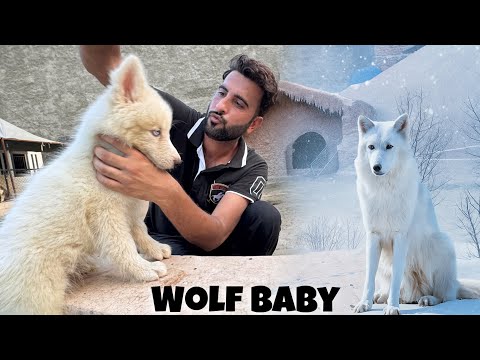 New Animal Face Revealed😍 White Wolf Agiya Zoo Main❤️