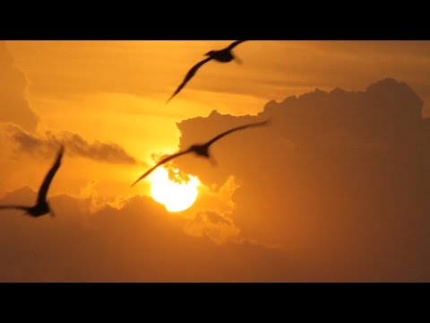 DJ Michael E / Alien Café - Veil Of The Sunlight *k~kat chill café*