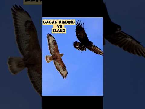 •Pertarungan Gagak vs elang (flamboyant crow vs eagle fight)#shorts #shortvideo #shortsfeed #eagles