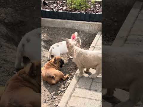Video 3