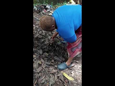 “Look What’s Hiding Under the Plantain Tree 🐌🌱”  It creates