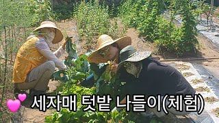 세자매 텃밭 나들이(체험)/마늘 엮는법(6/7) #세자매 #텃밭이야기 #텃밭작물 #텃밭농사 #도시농부