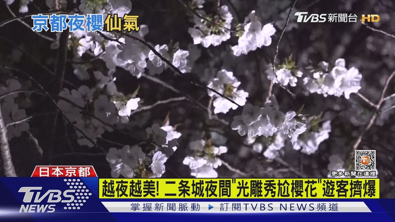 越夜越美! 二条城夜間「光雕秀尬櫻花」遊客擠爆