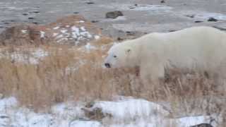 Close Encounter with Bob, the Polar Bear