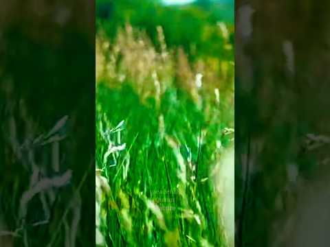 Peaceful Flowers & Grass 🌿 Surah Al-kawthar Recitation #nature #surahkawthar #PeacefulQuranNature