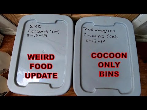 WORM COCOON ONLY BIN UPDATE