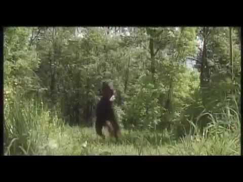 Dog Repeller. The Device That Deters Curs