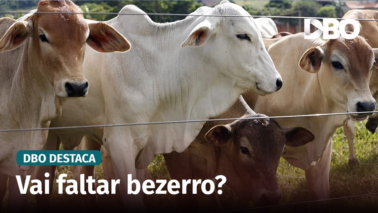 O que o abate de fêmeas revela sobre o mercado de bezerros?