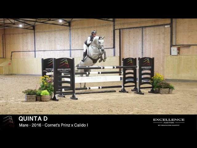 QUINTA D - Model & dressage