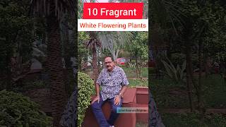 Download lagu 10 Fragrant White Flowering Plants for Your Garden #flowers #floweringplant mp3 Download lagu 10 Fragrant White Flowering Plants for Your Garden #flowers #floweringplant mp3