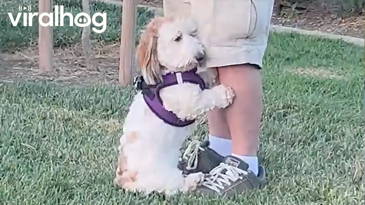 Dog Asks Dad For Uppies In Dog Park || ViralHog