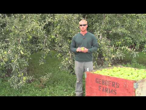 Picking Delicious Granny Smith Apples in Brewster, Wa