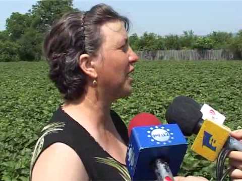 STIRILE GORJ TV - SARBATOAREA CAPSUNULUI.flv