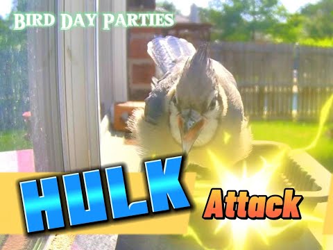 Heatwave Unleashes Hulk: Blue Jay Hulk Attacks the Camera!?
