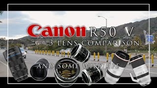 Canon R50 V 3 lens comparison - Sirui  35mm Anamorphic, Vintage Canon 58mm, Canon 100-500 + wildlife