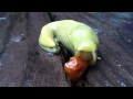 Banana slug eats a cherry tomato 