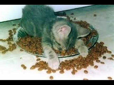 Homemade Cat food