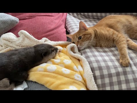 動画】カワウソさくら 飼い主にすり寄り甘えていたら猫にピンポン 