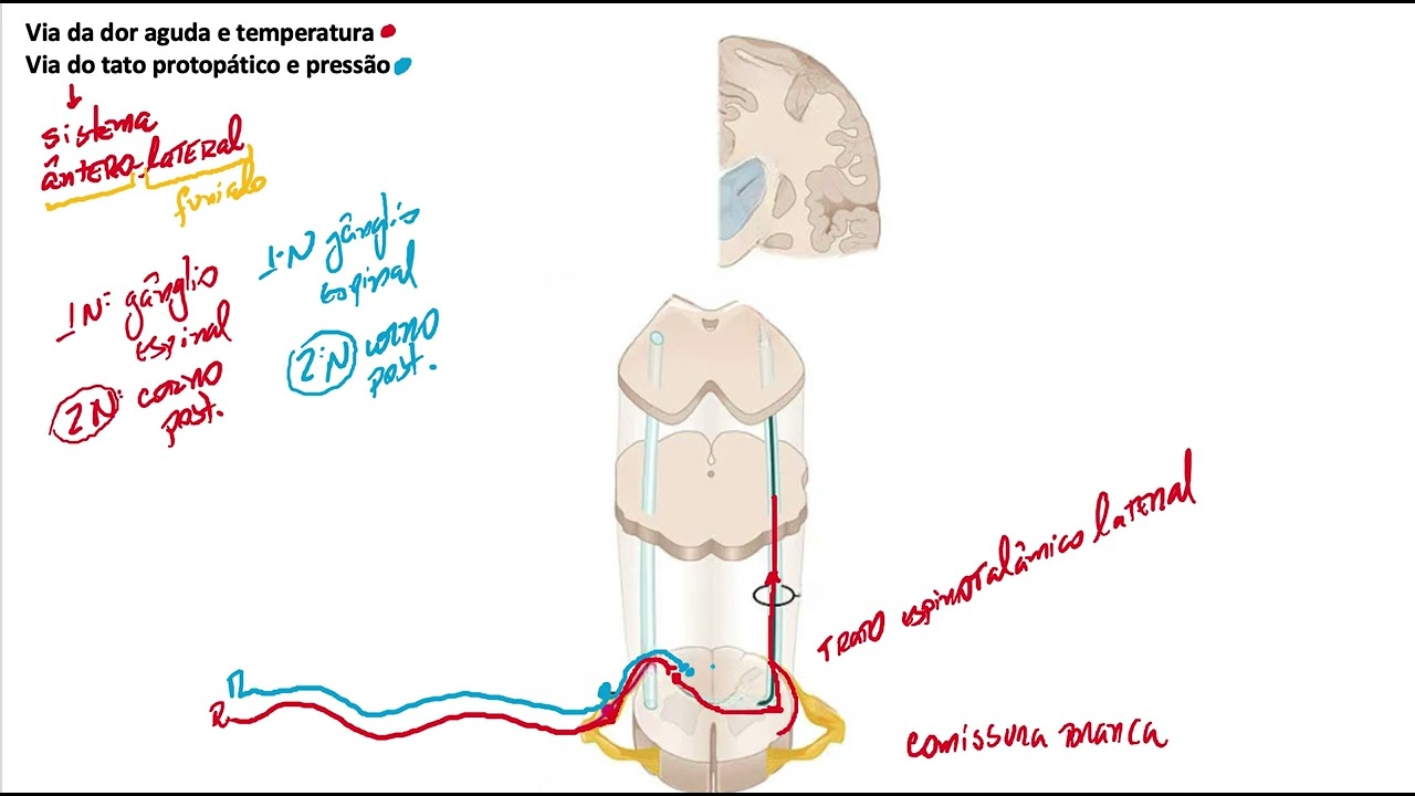 Sistema ânterolateral somestesia