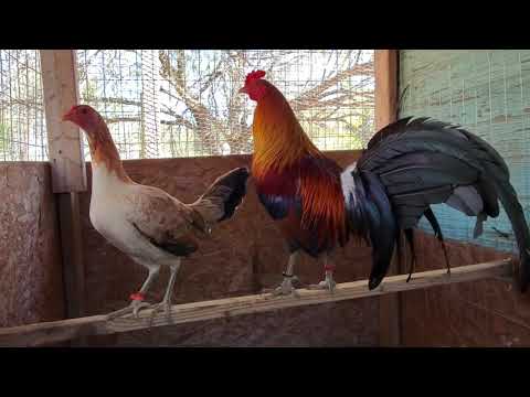 Rat Graves McLean Hatch