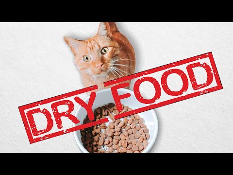 Why You Shouldn't Feed Your Cat Dry Food