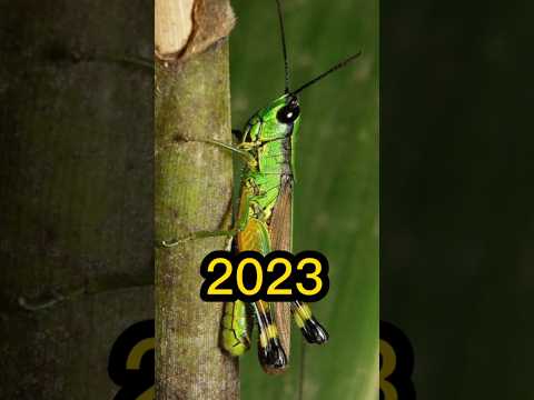 2023 locust and 5500bce Locust ||mythical world||#shortvideo