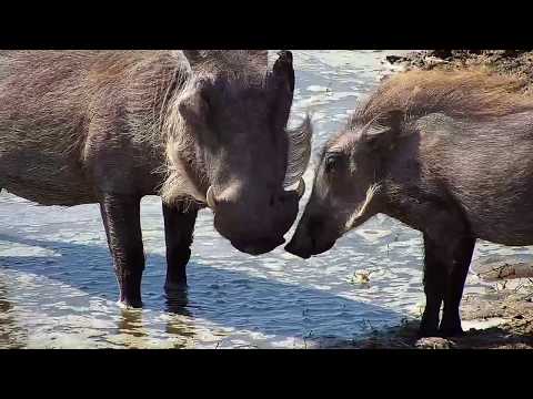 Djuma: Warthog family - 07/29/19