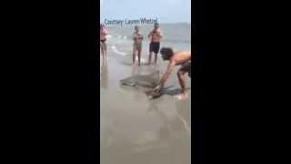 preview picture of video 'Shark in Sullivan's Island - Tiburon en Sullivan's Island'