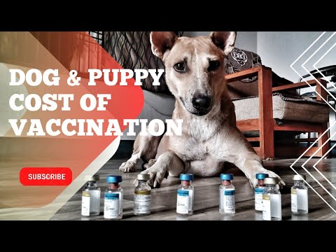 YouTube video about: How much do rabies shots cost for dogs?