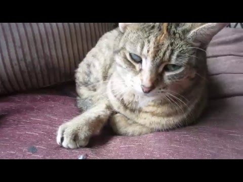 hey look i have cats