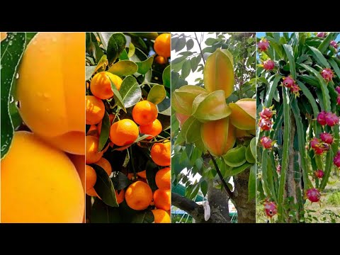 6.9 million tons of citrus in America are produced this way - America farming 🧺🧺