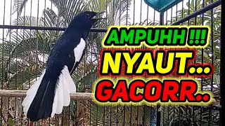 Download lagu suara burung kacer ngeplong merdu sangat ampuh buat pancingan kacer bahan bikin cepat gacor mp3 Download lagu suara burung kacer ngeplong merdu sangat ampuh buat pancingan kacer bahan bikin cepat gacor mp3