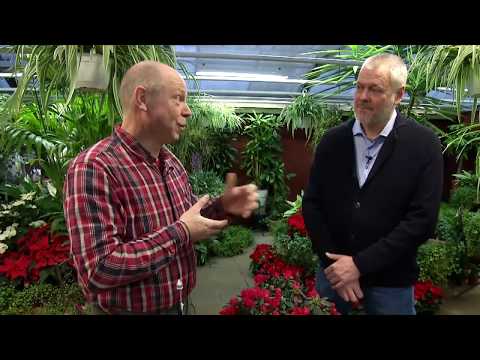 Julblommor med Per Bürger - Västmanlands Television