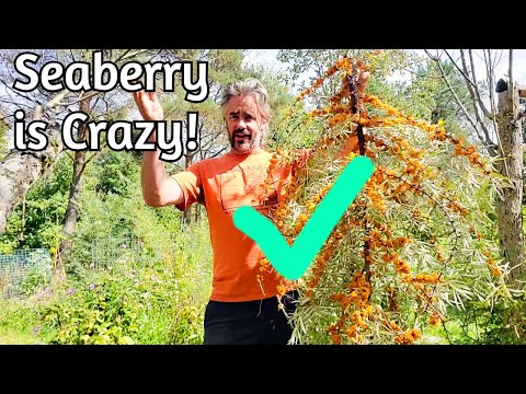 Seaberry Bounty - Wild Varieties are Great!