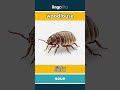 woodlouse - 鼠妇 video thumbnail