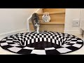 床にトリックアートを置いてみたら猫たちの反応が120点でしたw