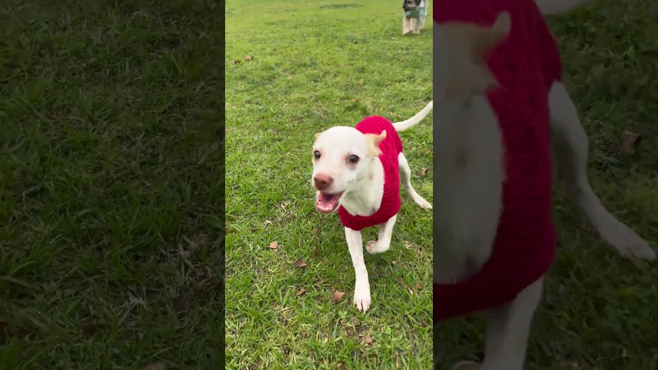 Enlarge Ms. Wobbly Banana, an adopted Chihuahua in Ridgefield, WA video 6/6