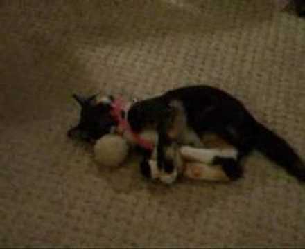 Rinty's mad half hour.