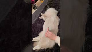 ゼウスちゃんをブラッシングします