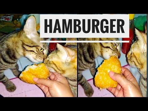 Cats eat hamburgers