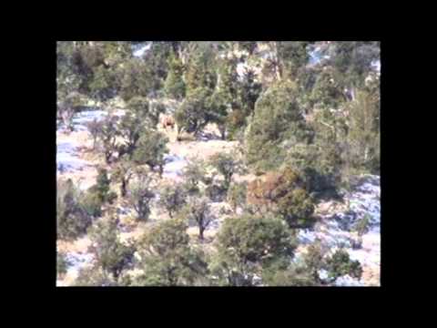 1,090 yard Bull Elk shot with captions
