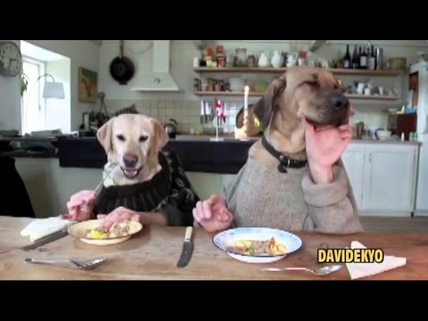 CANI AL RISTORANTE - DAVIDEKYO