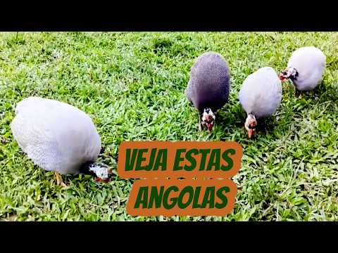 Criação Galinhas angola Cocá Guiné Capote Dores de Campos Prados Minas Gerais. Ovos galados Férteis