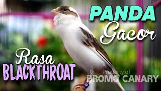 Download lagu Kenari Panda Gacor Isian BLACKTHROAT SUARA JERNIH mp3