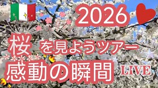 2026 🌸桜を見に行こうツアー🌸ライブ配信+山上の博物館+城内 探索🌸