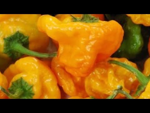 Make Peppers Grow Fast Scotch Bonnet pepper #newvideo #new #fyp #scotchbonnet #jamaica #pepper #fyp
