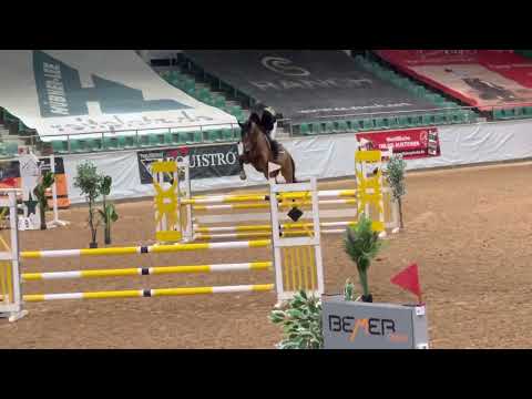 CHACCERO (5yo Cicero Z x Chacco-Blue) 02.22 Kreuth - 1. Platz SPF A 8,5