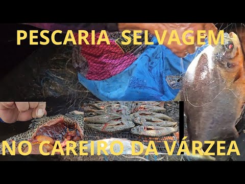 PESCARIA SELVAGEM NO LAGO DO MIRITI CAREIRO DA VÁRZEA NO AMAZONAS 