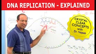 DNA Replication | RNA | Nucleotide | Cell Biology | Genetics🧬