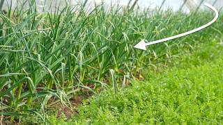 Growing Onions and Other Alliums Over the Winter